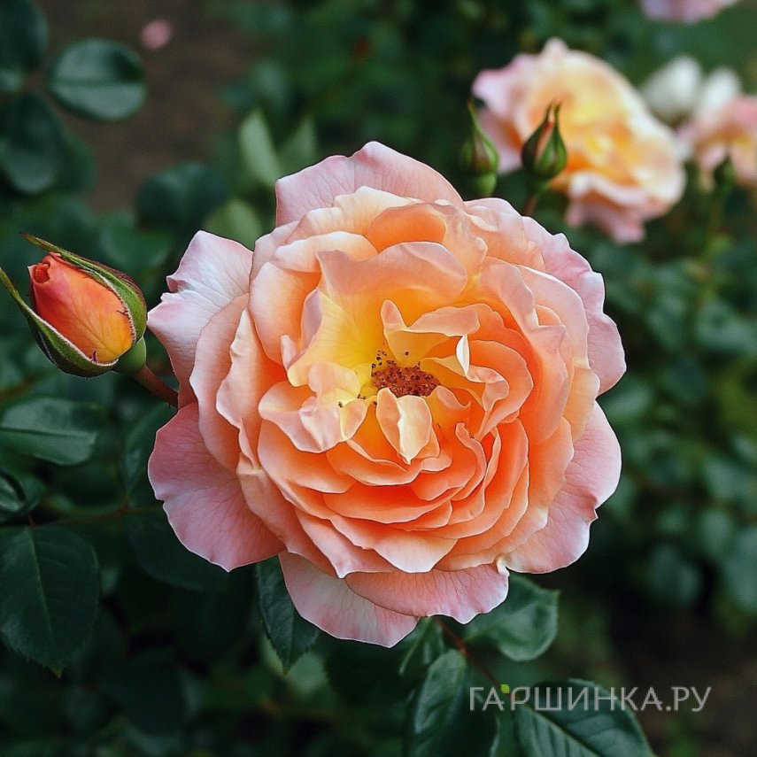 Роза Андре Тюрка шраб