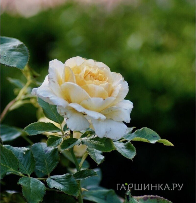 Роза Ингрид Бетанкур шраб