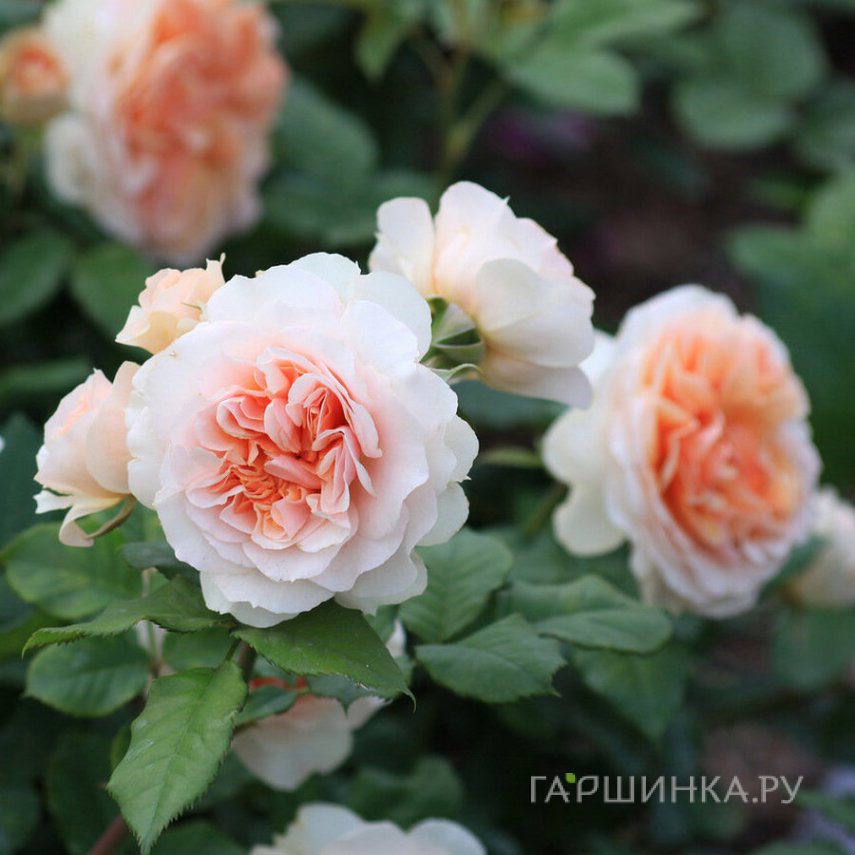 Роза Ксавьер Де Фрэссинет