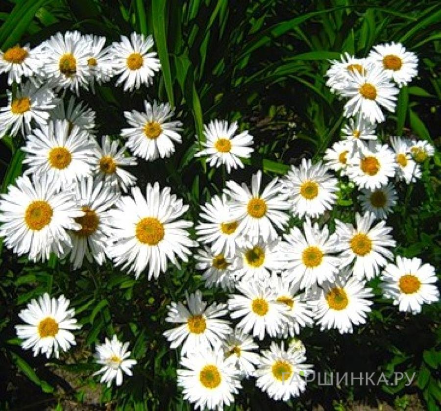 Астра Вайт альпийская
