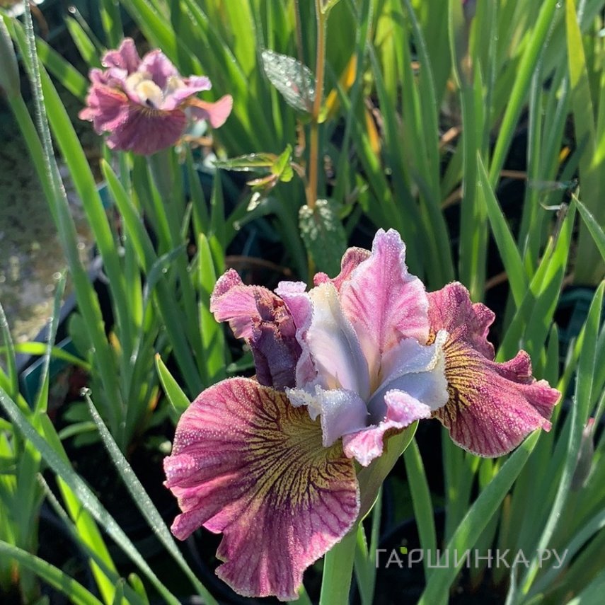 Лесбиянки белдікпен блят Рогоноска спермы порно
