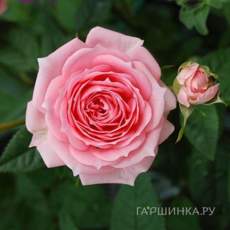 Роза Тиклд Пинк флорибунда