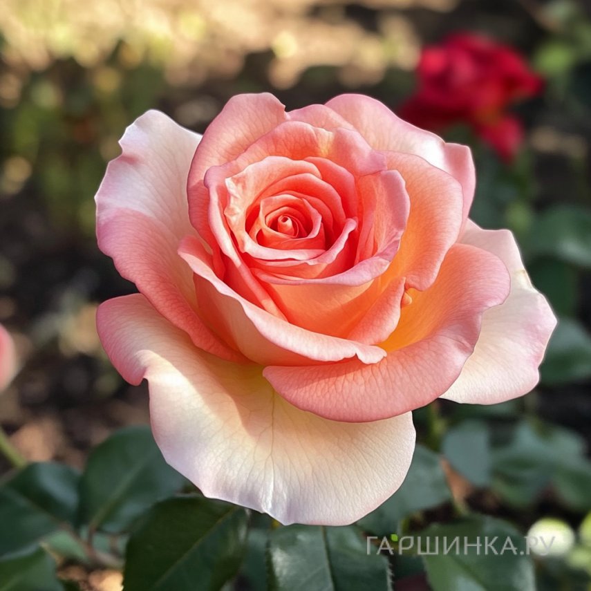 Роза О Хэппи Дэй чайно-гибридная