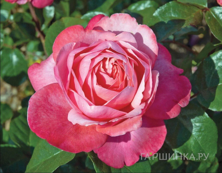 Роза Пинк Фламинго чайно-гибридная