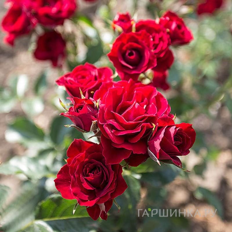 Роза Ред Сенсейшн