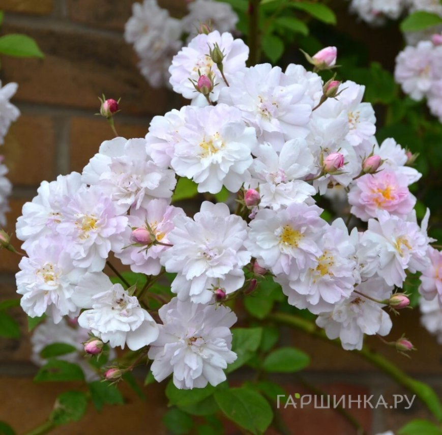 Роза Плезантри мускусная