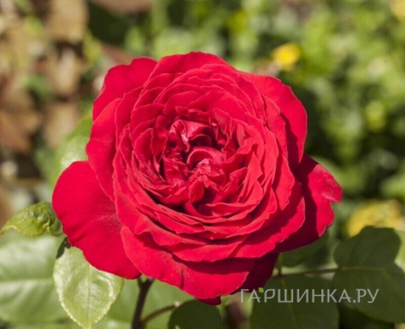 Роза Штортебекер чайно-гибридная