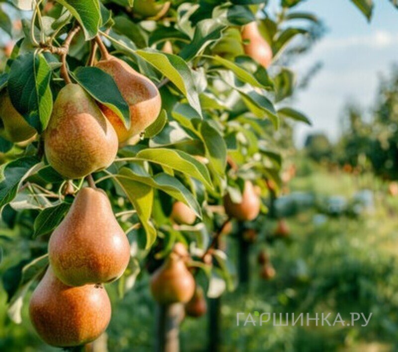 Груша Талгарская Красавица