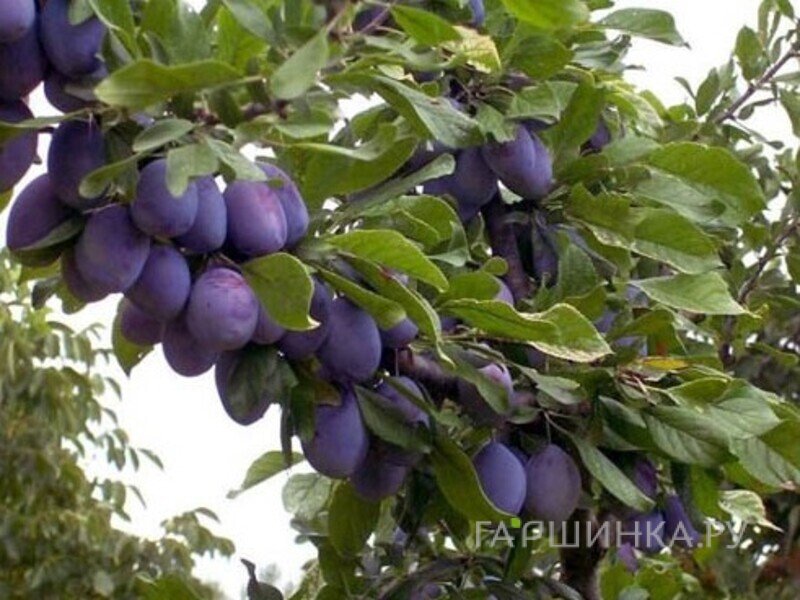 Слива Прикубанская