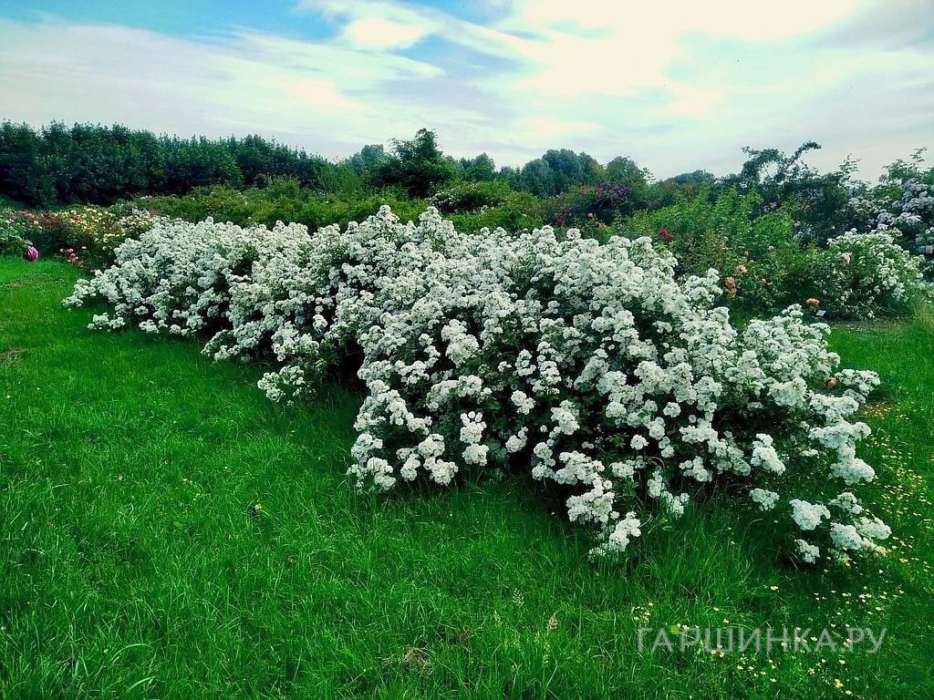 Роза Гирлянде Амур