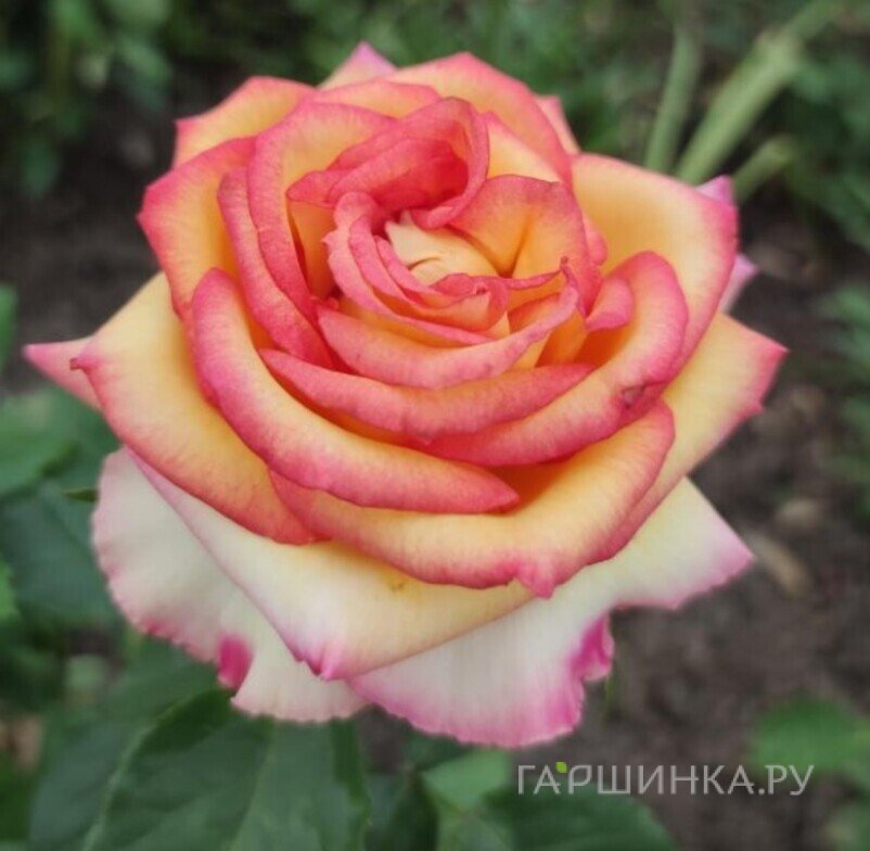 Роза Амбианс чайно-гибридная