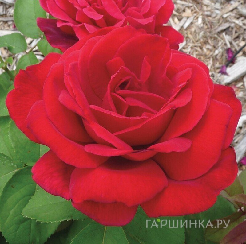 Роза Империал чайно-гибридная, Воронежский питомник роз