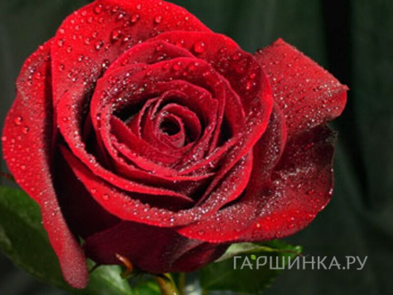 Роза Форевер Янг чайно-гибридная, Воронежский питомник роз