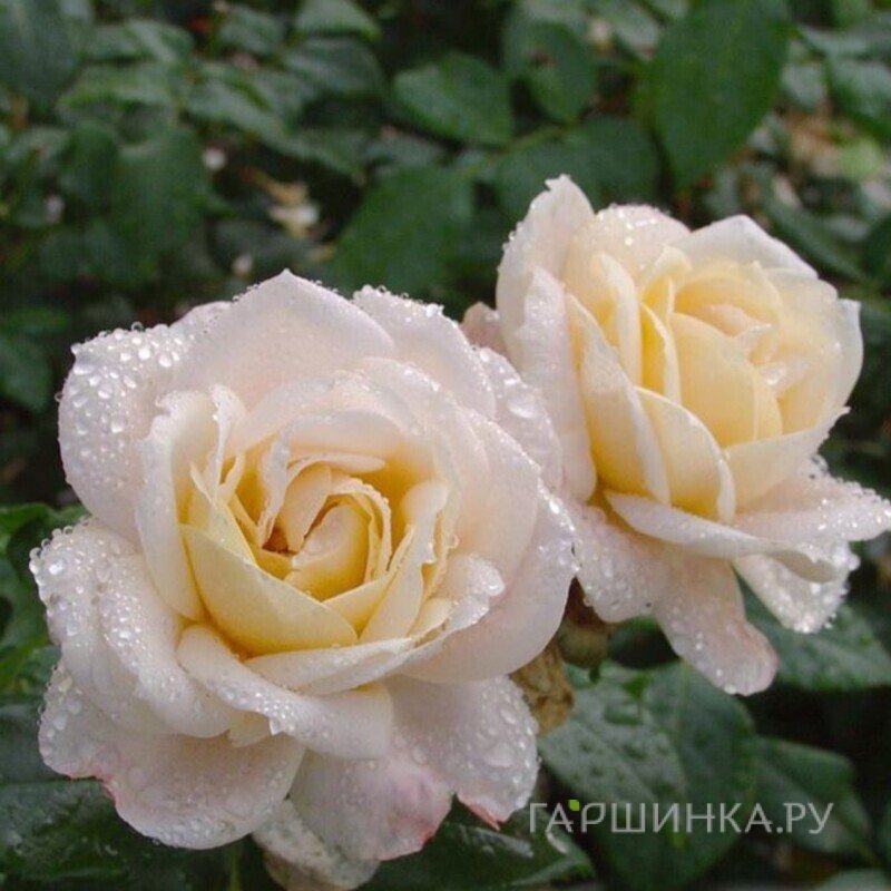 Роза Лионс Роуз флорибунда, Воронежский питомник роз
