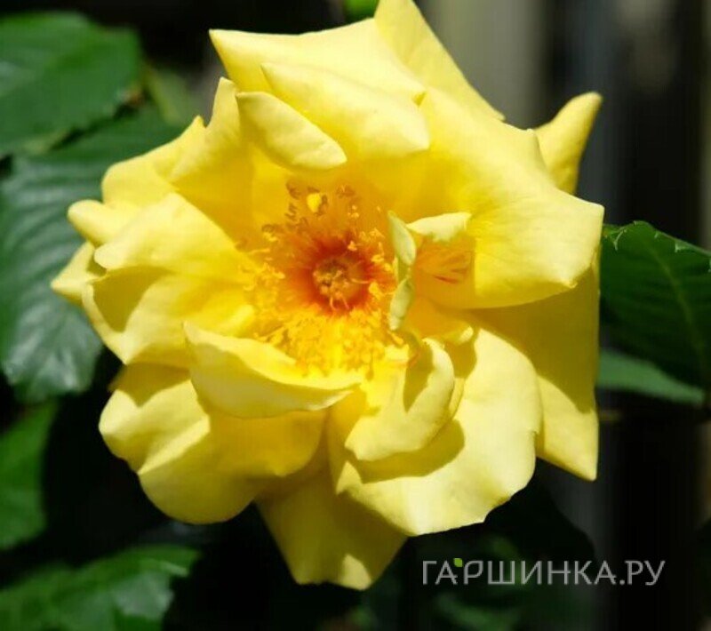 Роза Голден Гейт плетистая, Воронежский питомник роз