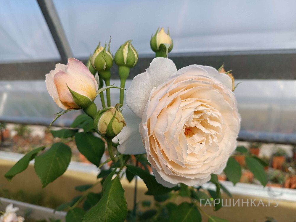 Роза Клэр Остин