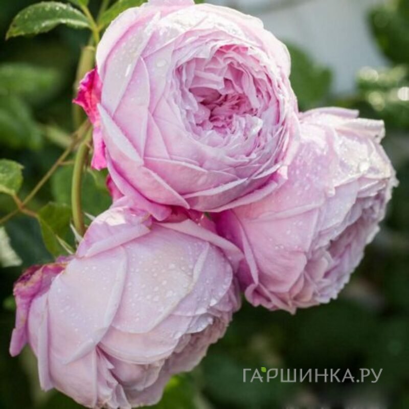 Роза Спирит оф Фридом