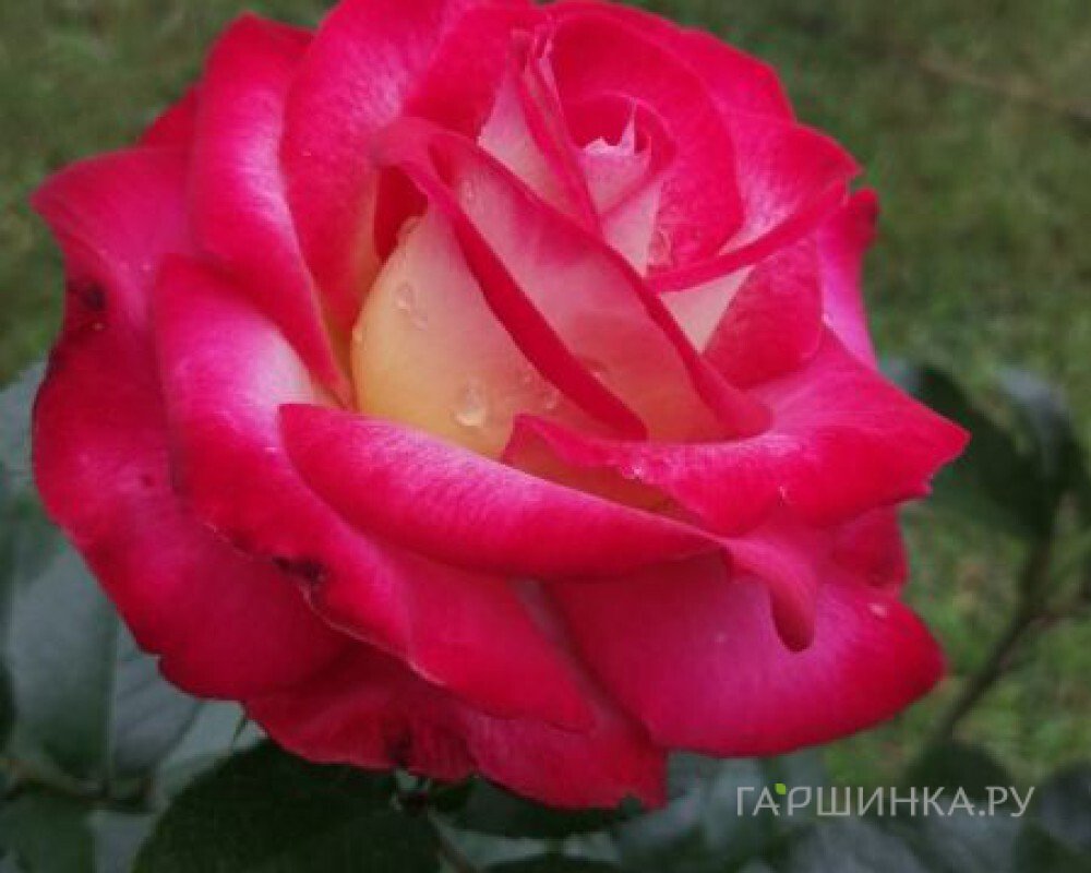 Роза Дик Кларк флорибунда