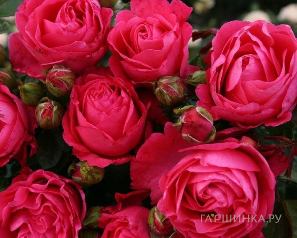 Роза Черри Леди флорибунда