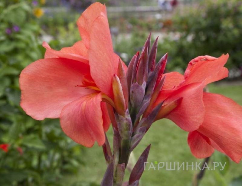 Канна Миссис Оклахома