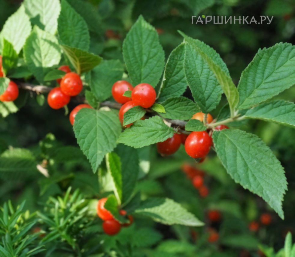 Вишня войлочная Натали