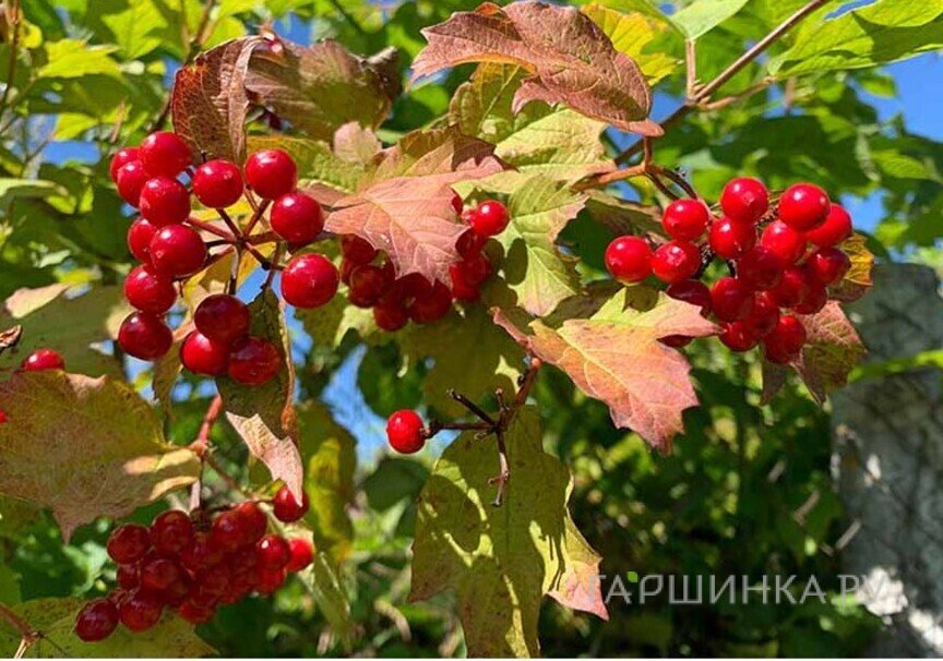 Калина Зарница