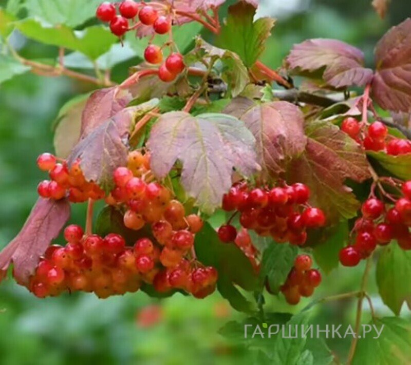 Калина Мария