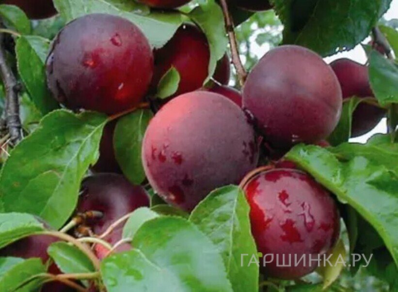 Абрикос Черный принц самоплодный