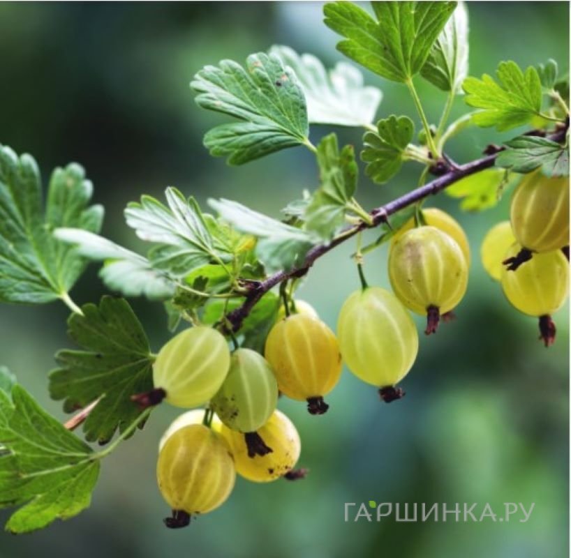 Крыжовник Золотой огонек ароматный