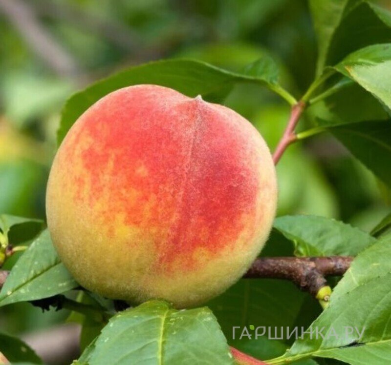 Персик Августовский