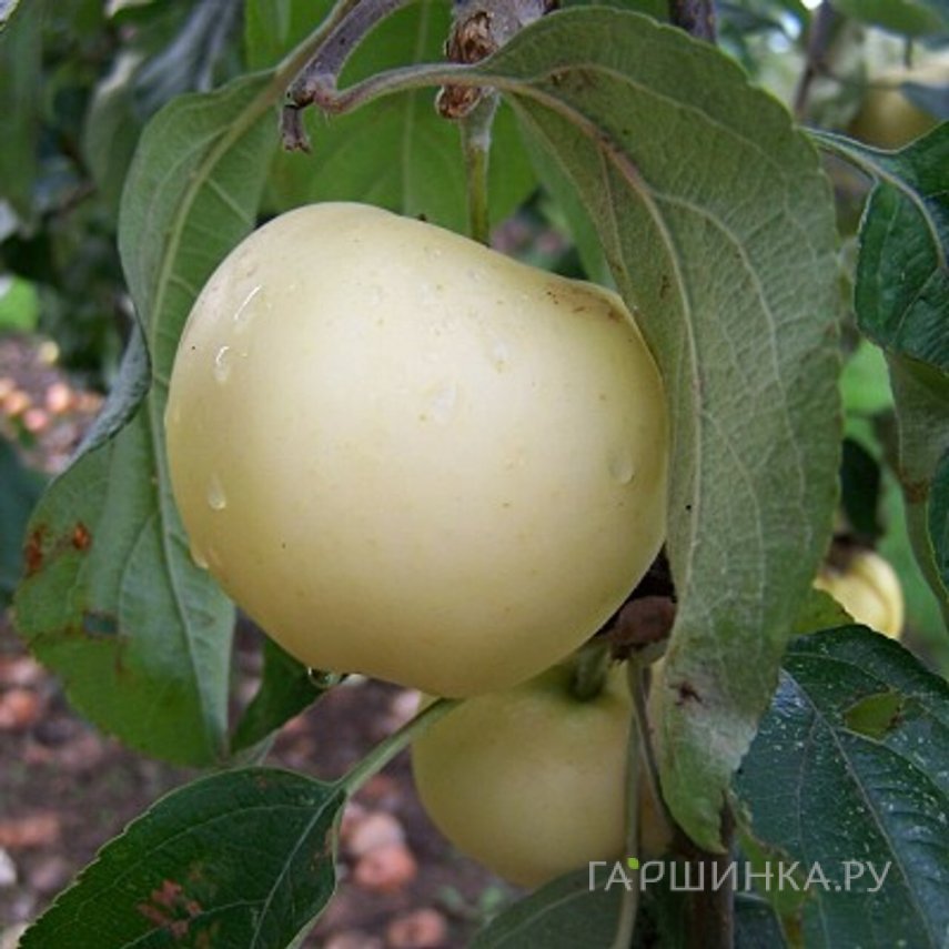 Яблоня Кальвиль снежный