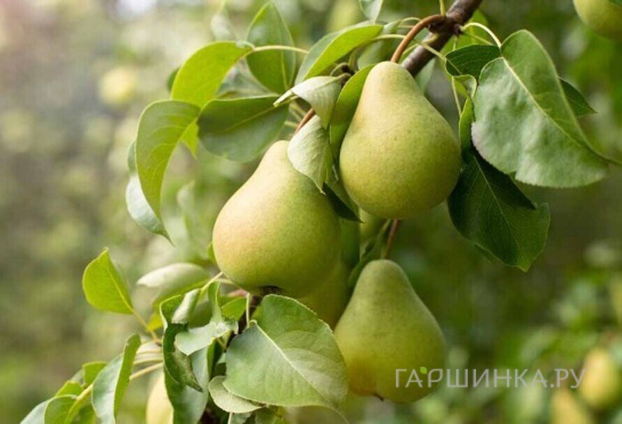 Груша Нежность колоновидная