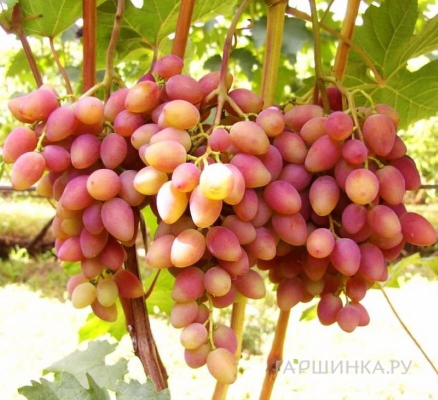 Виноград Юбилейный
