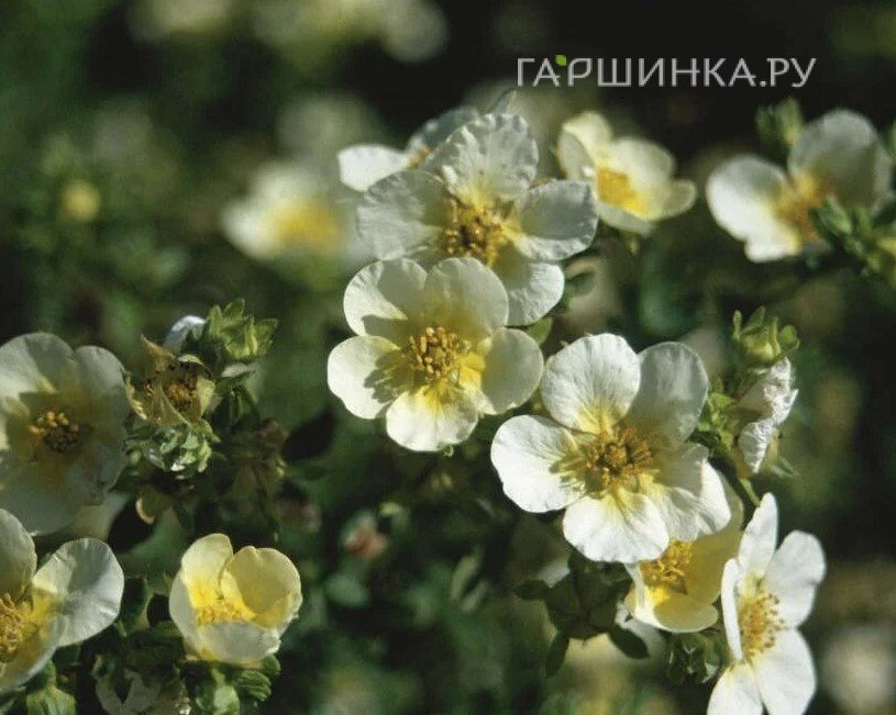 Лапчатка Лаймлайт кустарниковая