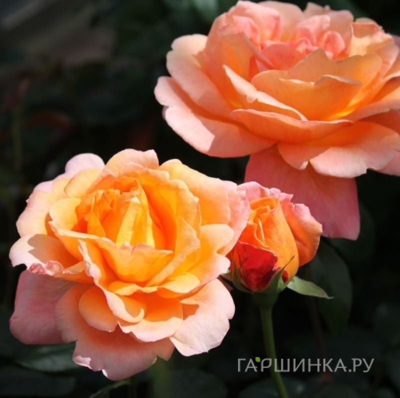 Роза Черри Бренди