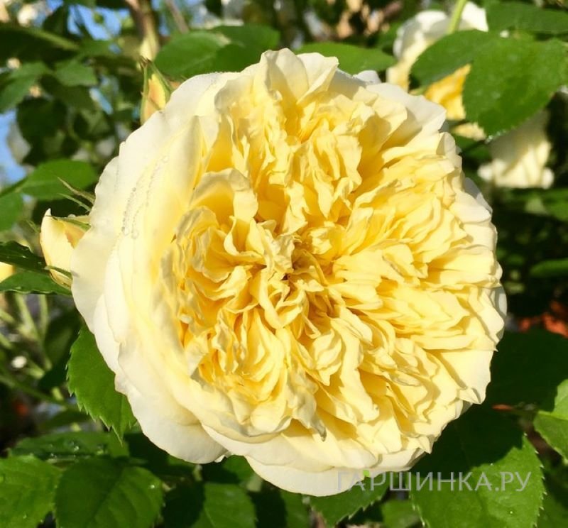 Роза Зе Пилигрим