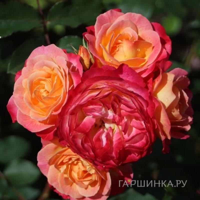 Роза Тукан, Питомник роз