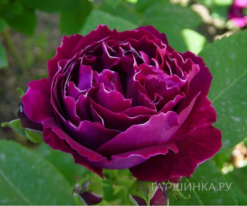 Роза Барон Жирод де Лен