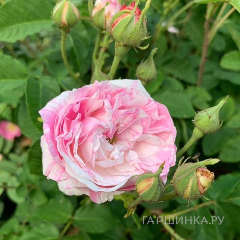 Роза Центифолия Вариегата