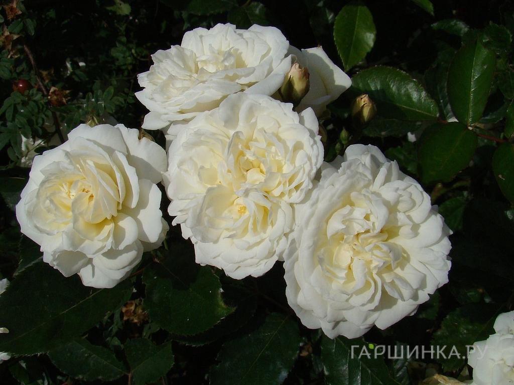 Роза Просперити ругоза (лиц)