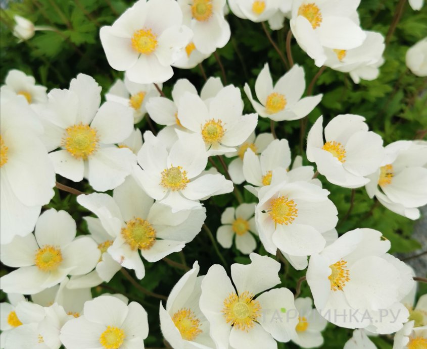 Анемона (Ветреница) лесная Мадонна