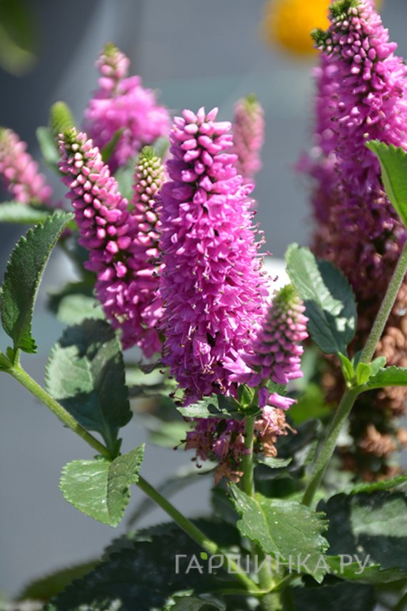 Лусиана Салазар жалаңаш