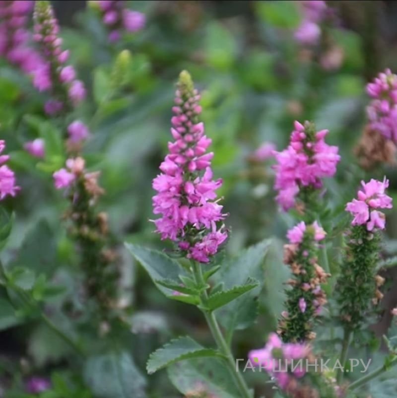 Интернетте ескі жалаңаш қара еркектер