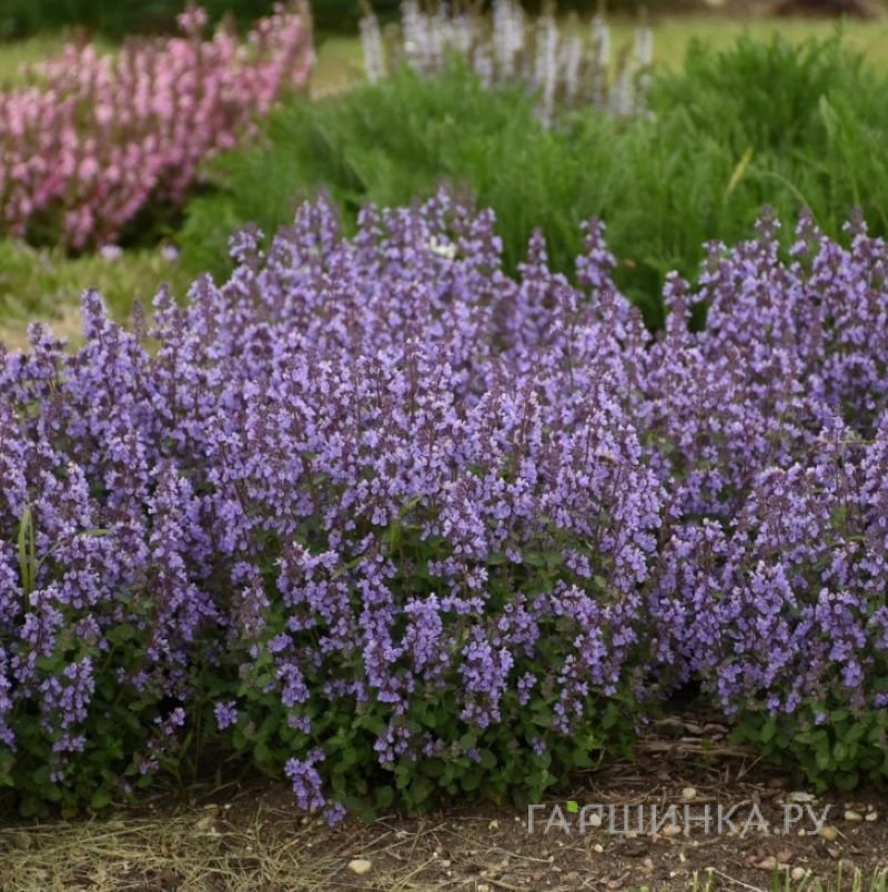 Котовник Фассена Катс Пажамас