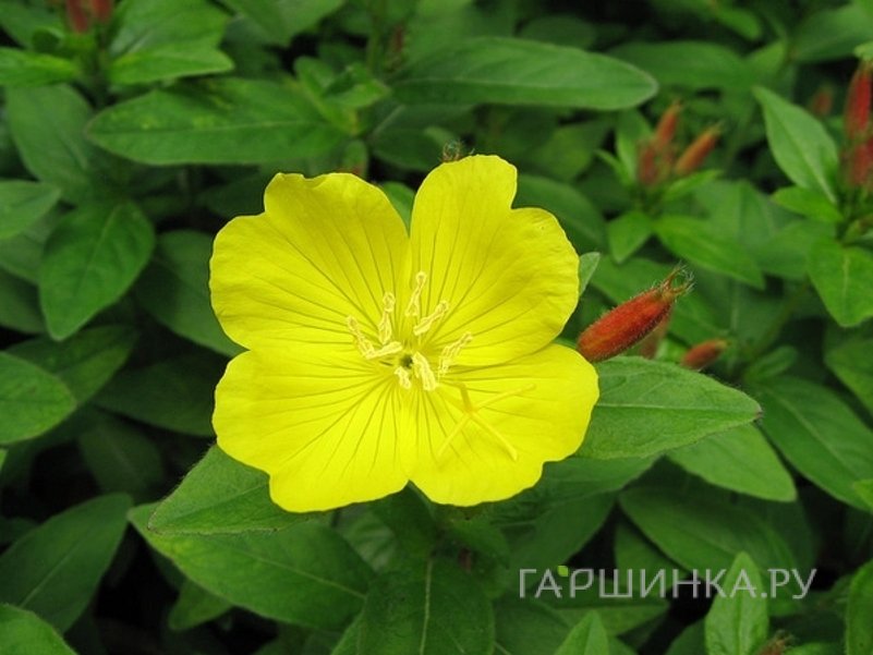 Энотера кустарниковая