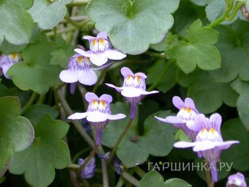 Цимбалярия постенная