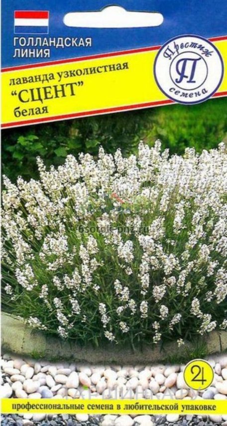 Семена лаванды узколистной Сцент белая, 5 шт, Престиж