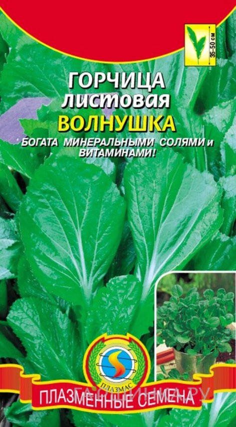Семена  Горчица листовая Волнушка  1 гр Плазменные семена