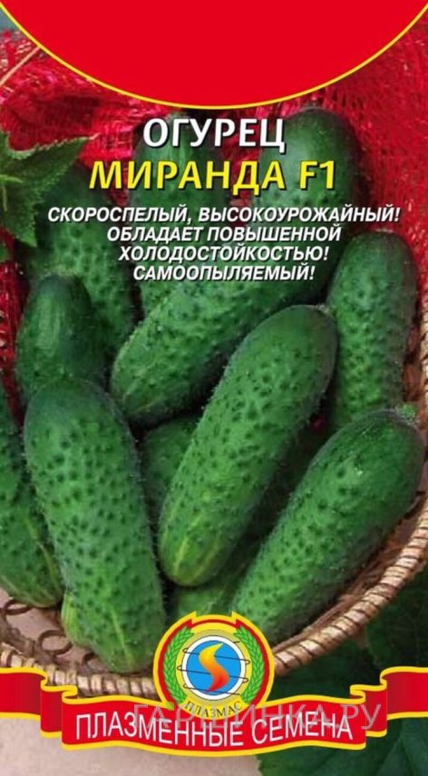 Семена  Огурец Миранда F1  10 шт Плазменные семена