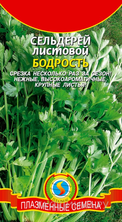 Семена  Сельдерей листовой Бодрость  0,5 гр Плазменные семена